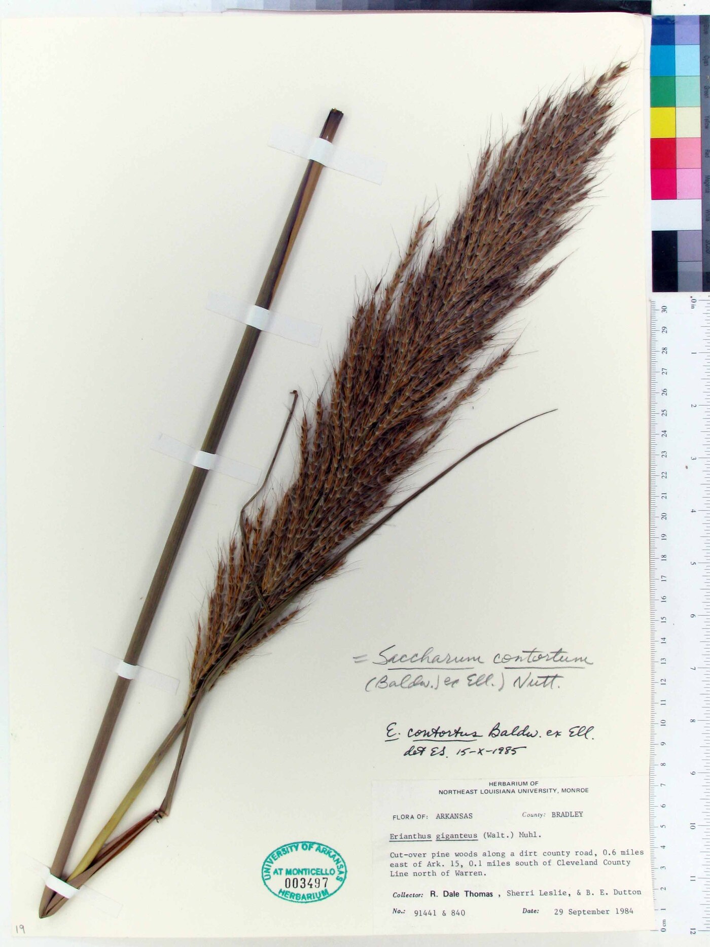 Saccharum contortum image