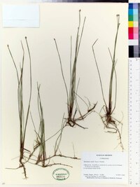 Eleocharis wolfii image