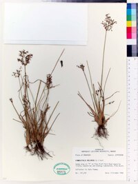 Fimbristylis miliacea image