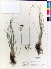 Fimbristylis puberula var. puberula image