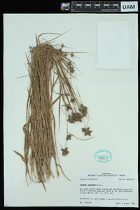 Fuirena squarrosa image