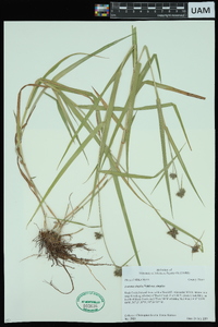 Fuirena simplex var. simplex image