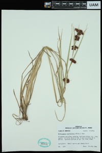 Rhynchospora capitellata image