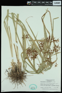 Rhynchospora corniculata image