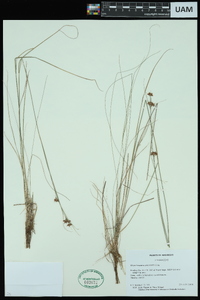 Rhynchospora gracilenta image