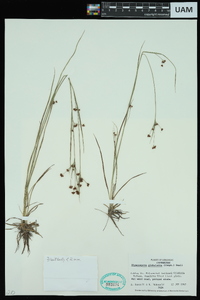 Rhynchospora globularis image
