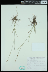 Rhynchospora harveyi image