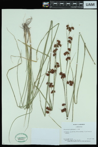 Rhynchospora glomerata image