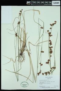 Rhynchospora glomerata image