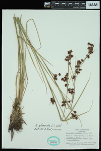 Rhynchospora glomerata image