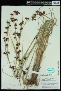 Rhynchospora glomerata image