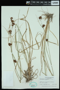 Rhynchospora glomerata image