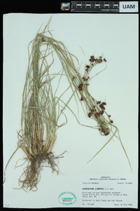 Rhynchospora glomerata image