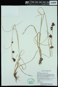 Rhynchospora glomerata image