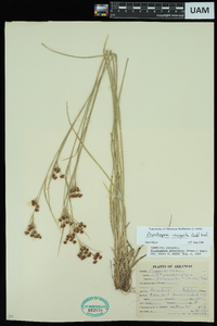 Rhynchospora recognita image