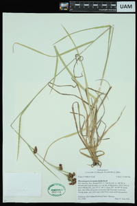 Rhynchospora recognita image