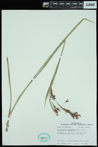 Rhynchospora inexpansa image