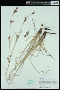 Rhynchospora inexpansa image