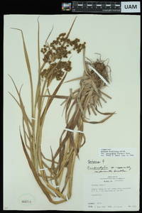 Scirpus atrovirens var. georgianus image