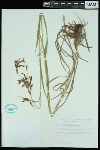 Scirpus pendulus image