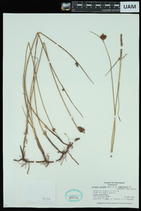 Schoenoplectus pungens var. pungens image