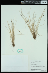 Scirpus setaceus image