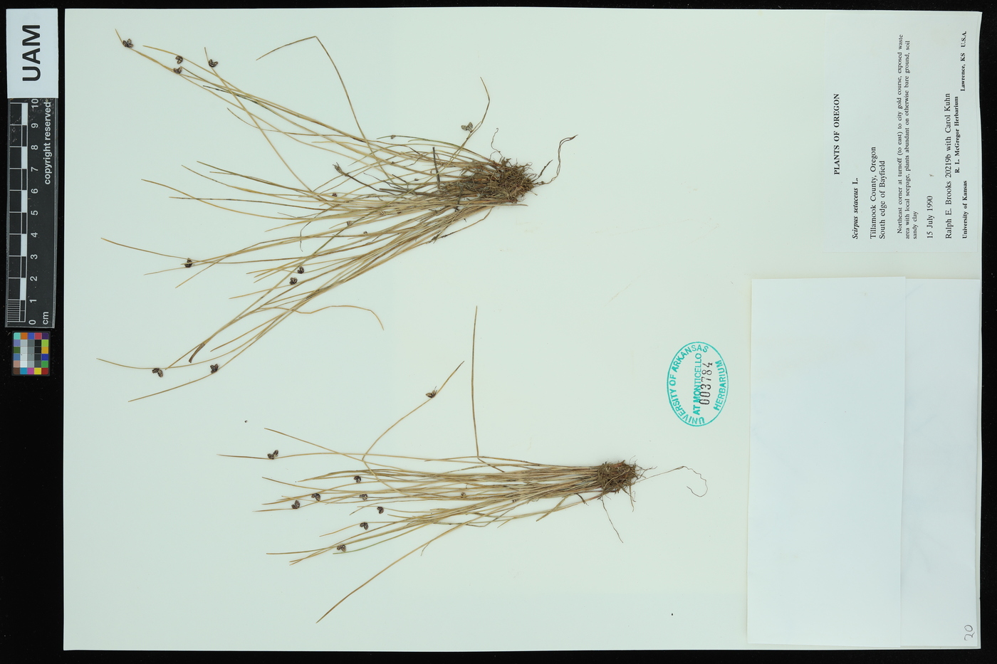 Scirpus setaceus image