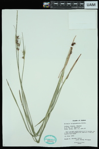 Scleria triglomerata image