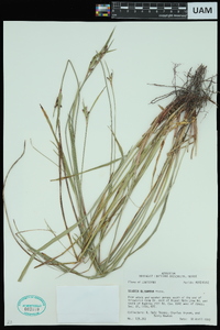 Scleria oligantha image