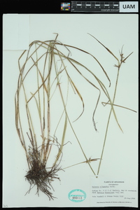 Scleria oligantha image