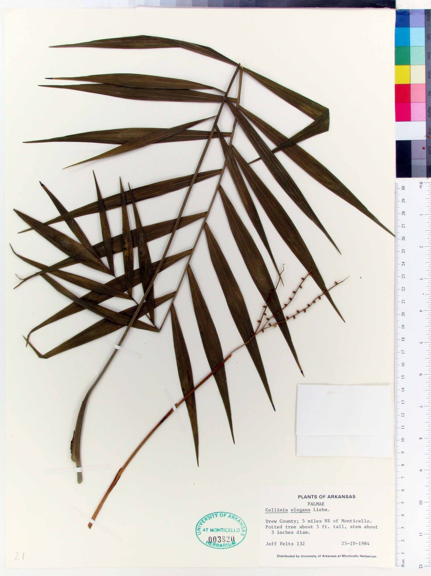 Chamaedorea elegans image