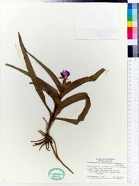 Tradescantia ernestiana image