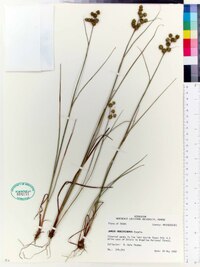 Juncus brachycarpus image