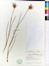 Juncus brachycarpus image