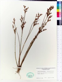 Juncus brevicaudatus image