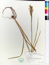 Juncus biflorus image