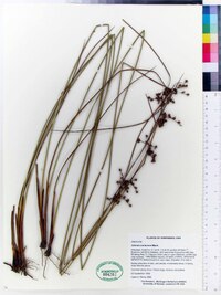 Juncus coriaceus image