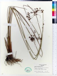 Juncus coriaceus image