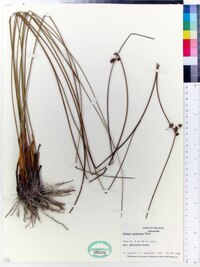 Juncus coriaceus image