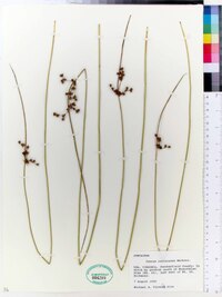 Juncus coriaceus image