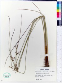 Juncus coriaceus image