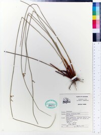 Juncus coriaceus image