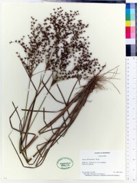 Juncus diffusissimus image