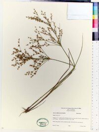 Juncus diffusissimus image