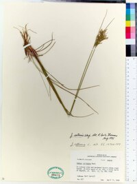 Juncus coriaceus image