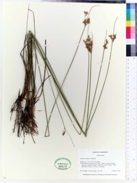 Juncus interior image