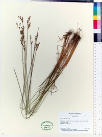 Juncus interior image