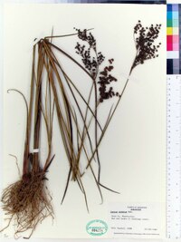 Juncus nodatus image