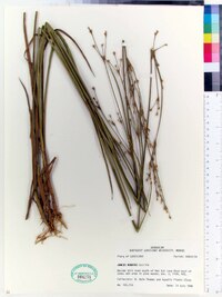 Juncus nodatus image