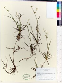 Juncus repens image